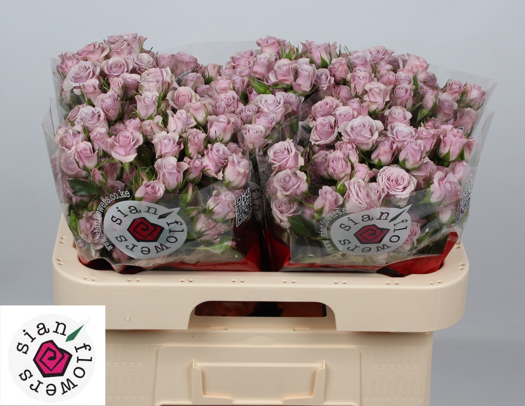 R Tr Lavender Queen 60cm