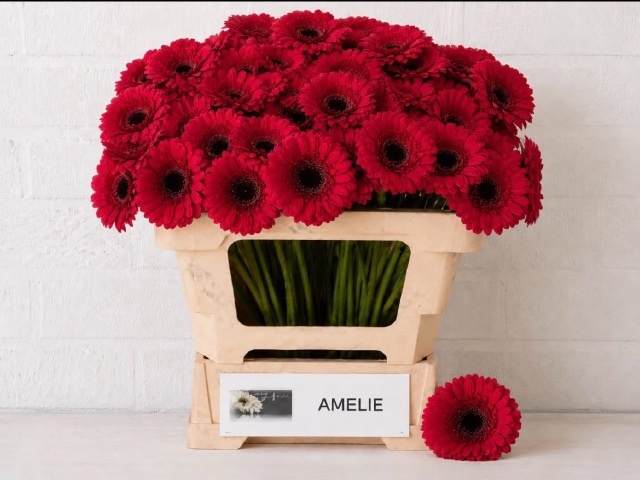 Germini Amelie 50cm 7Ø