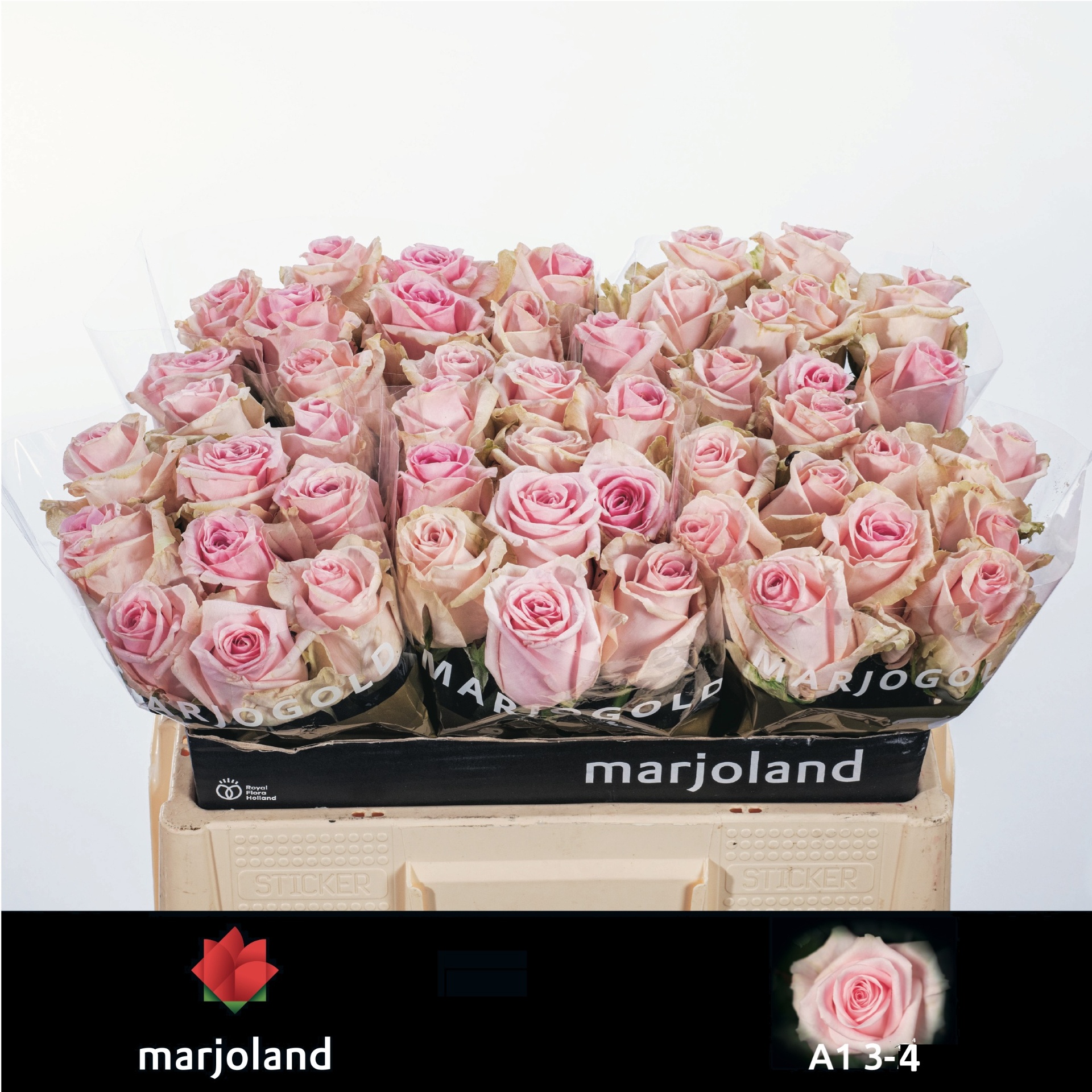 Rosa Sweet Dolomiti 50cm