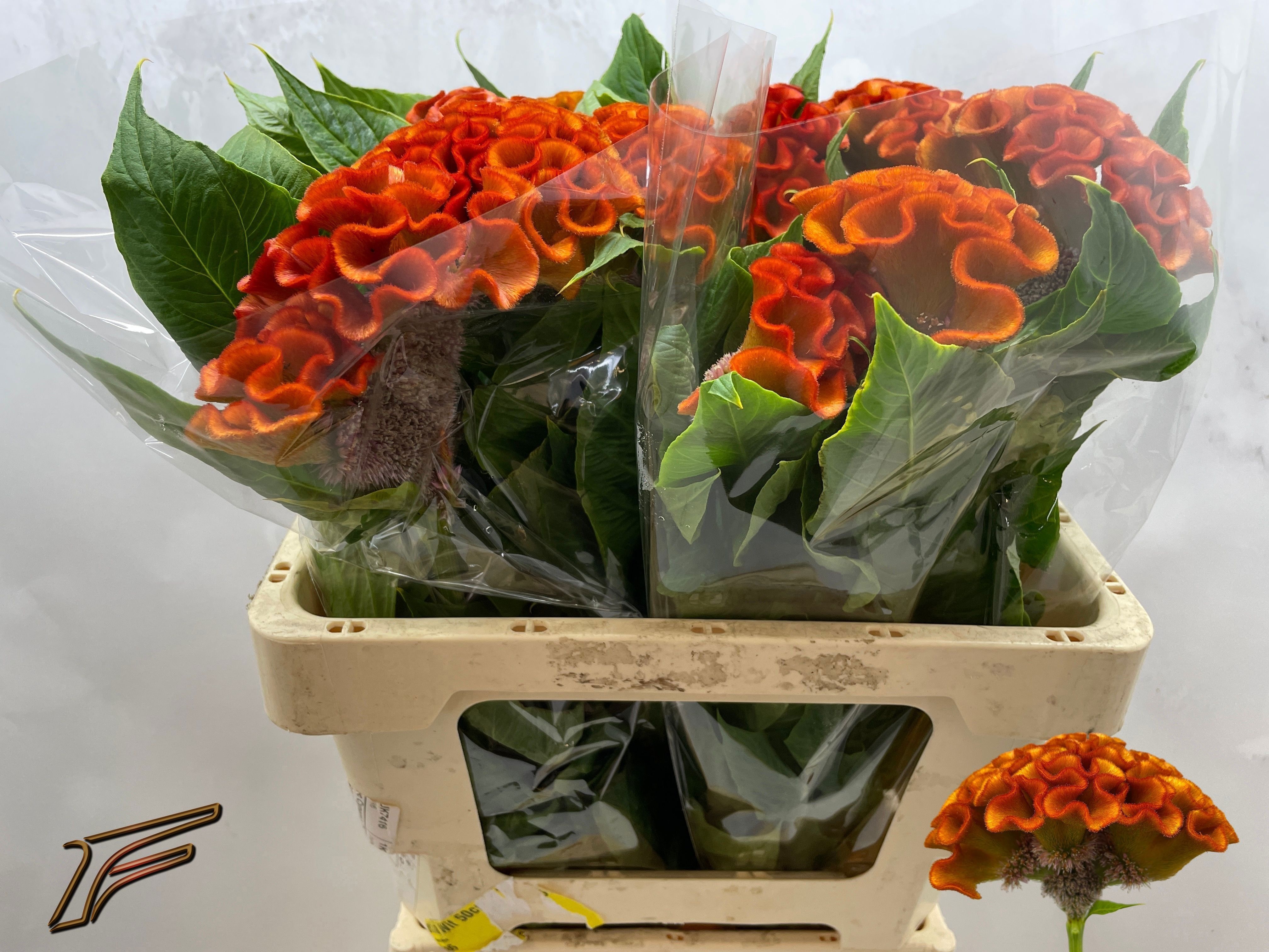 Celosia Act Indian Summer 50cm