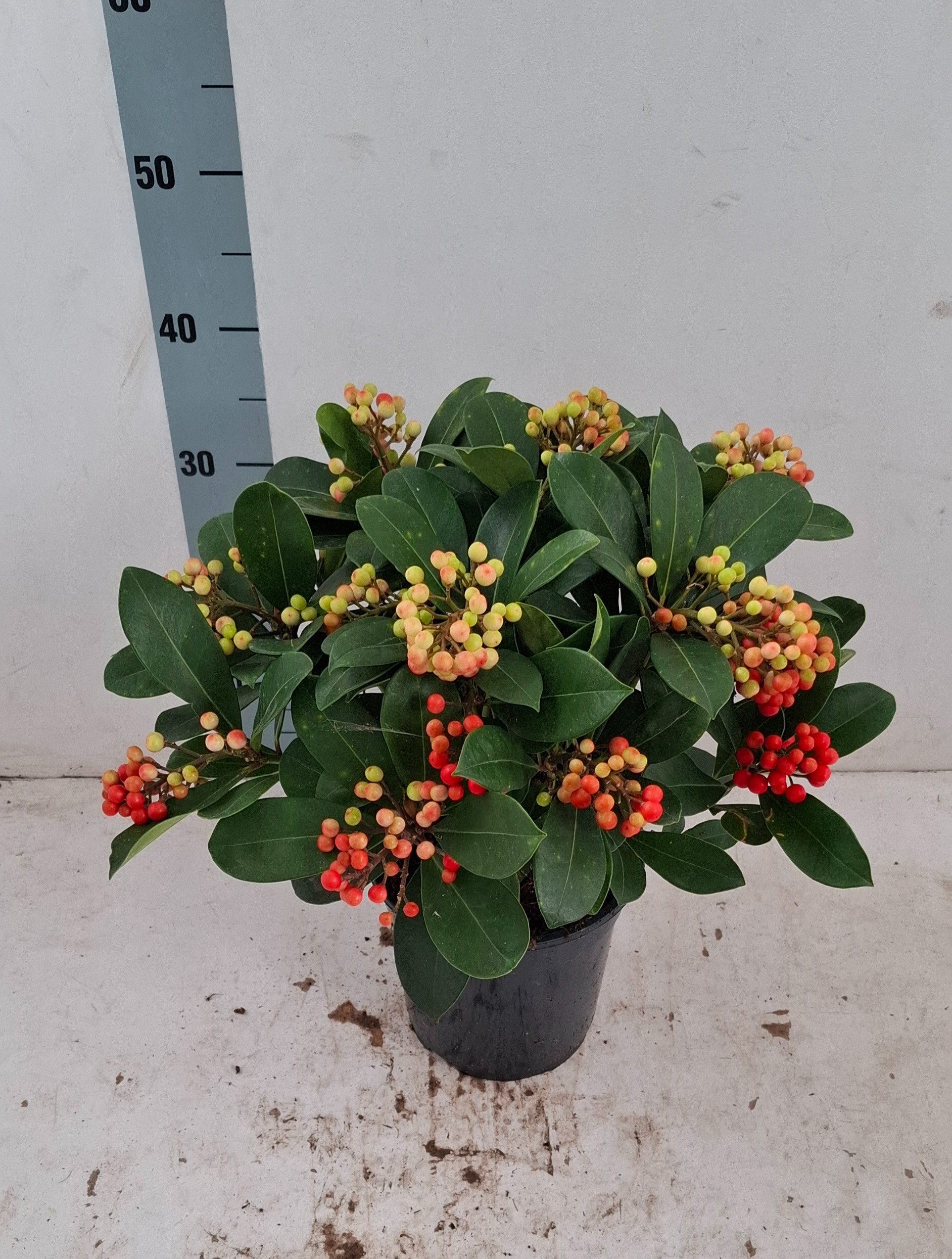 Skimmia jap. 'Veitchii' 14+ tros