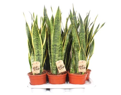 Sansevieria Laurentii p17 fachjan