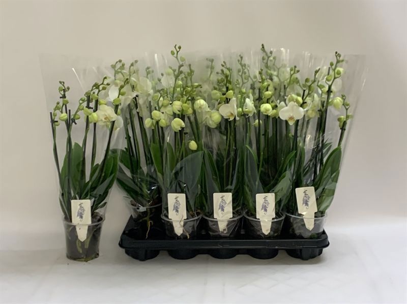 Phalaenopsis White 2 Stem 12Ø 55cm