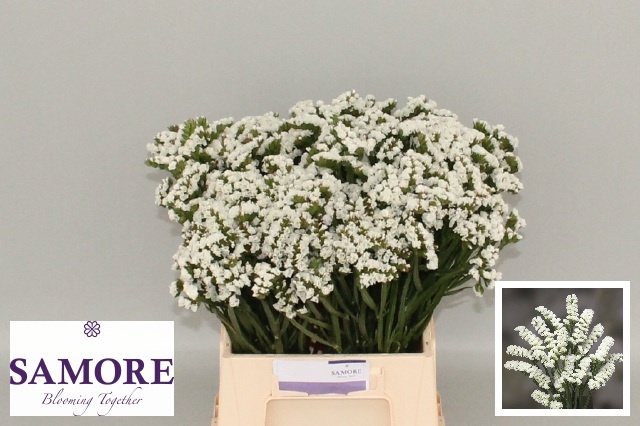 Limonium St Silv Sun Birds 45cm 12gram
