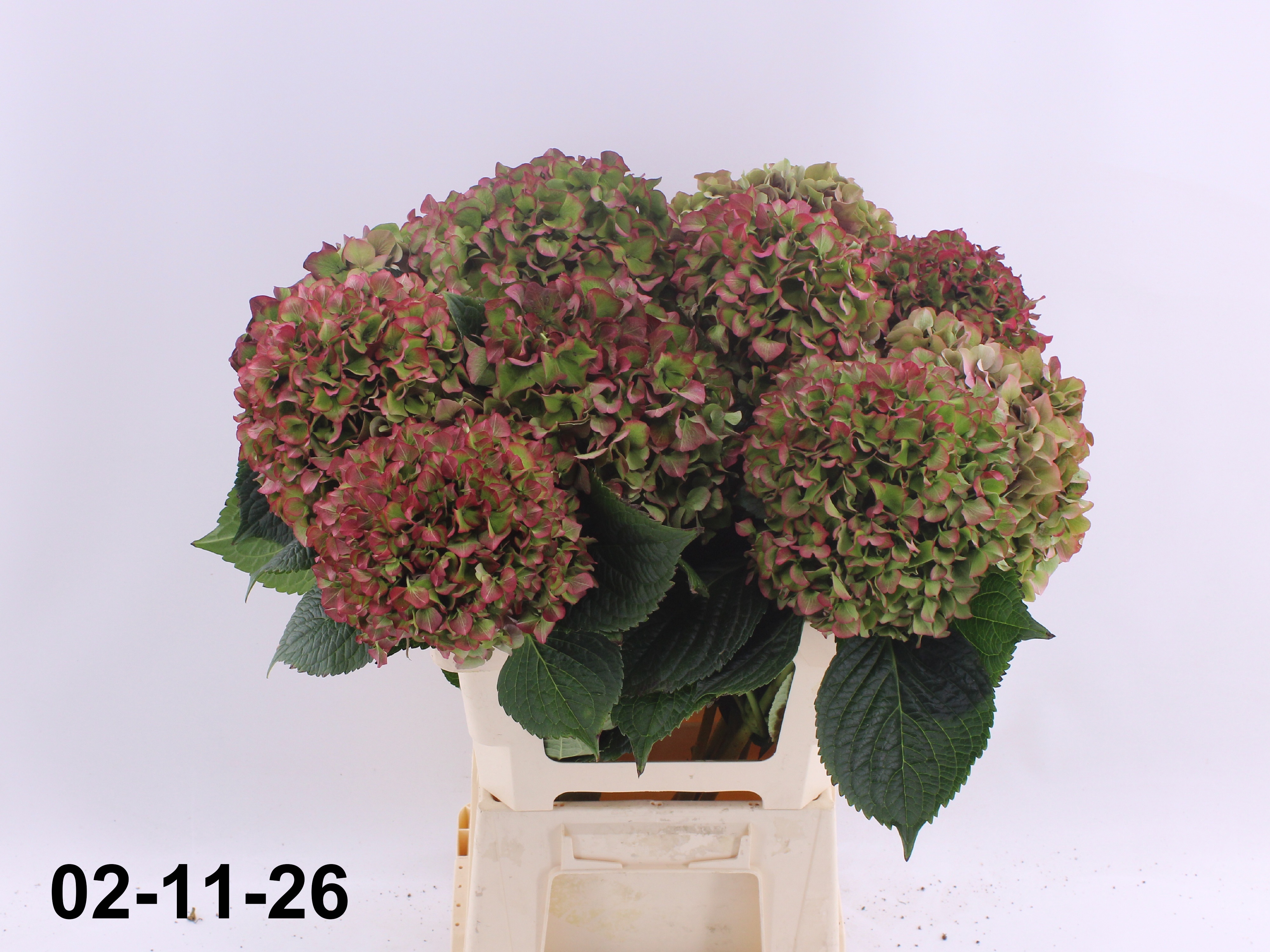 Hydrangea Glowing Alps Classic 60cm 17Ø