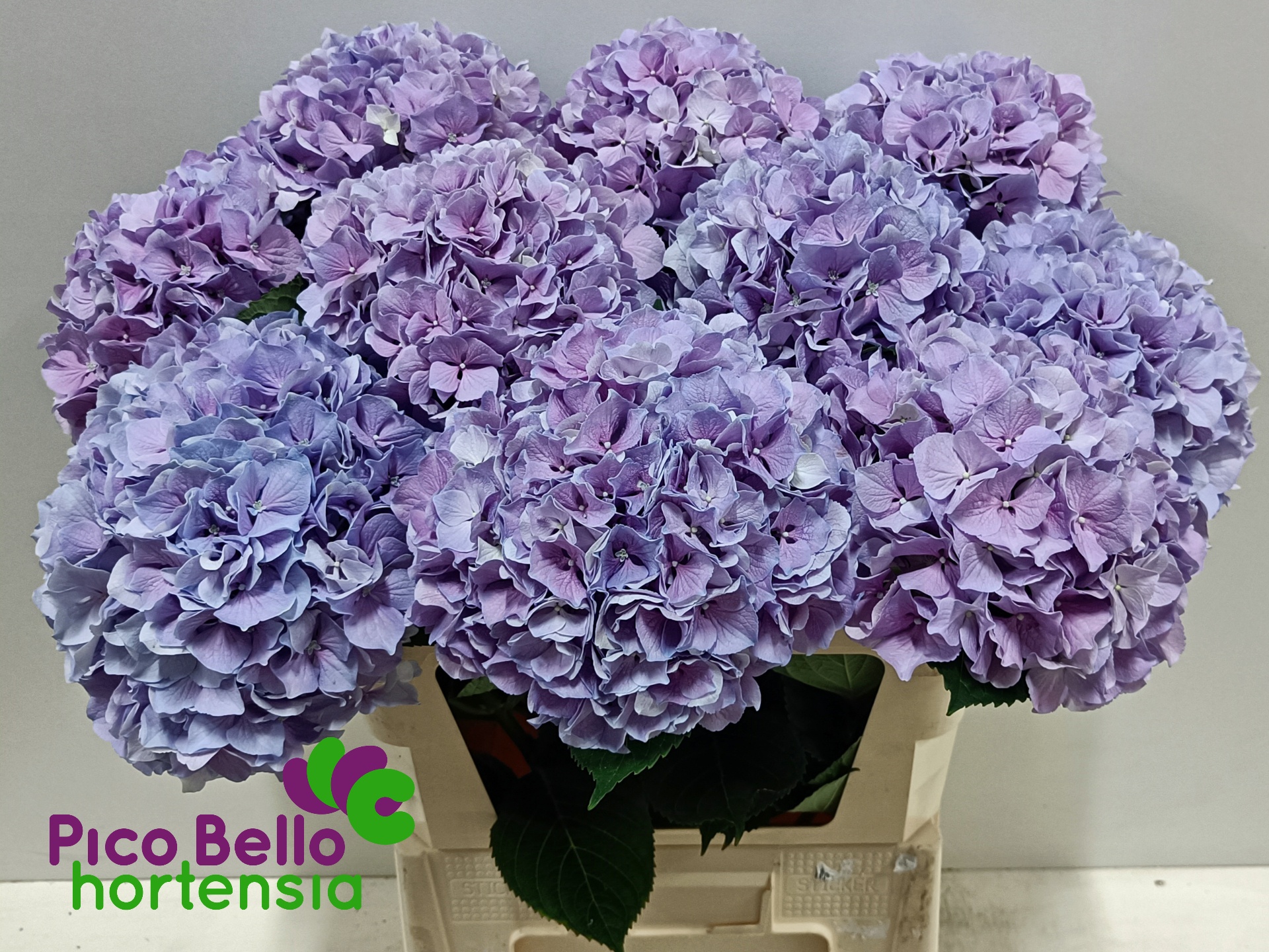 Hydrangea Royal Benefit 80cm 21Ø