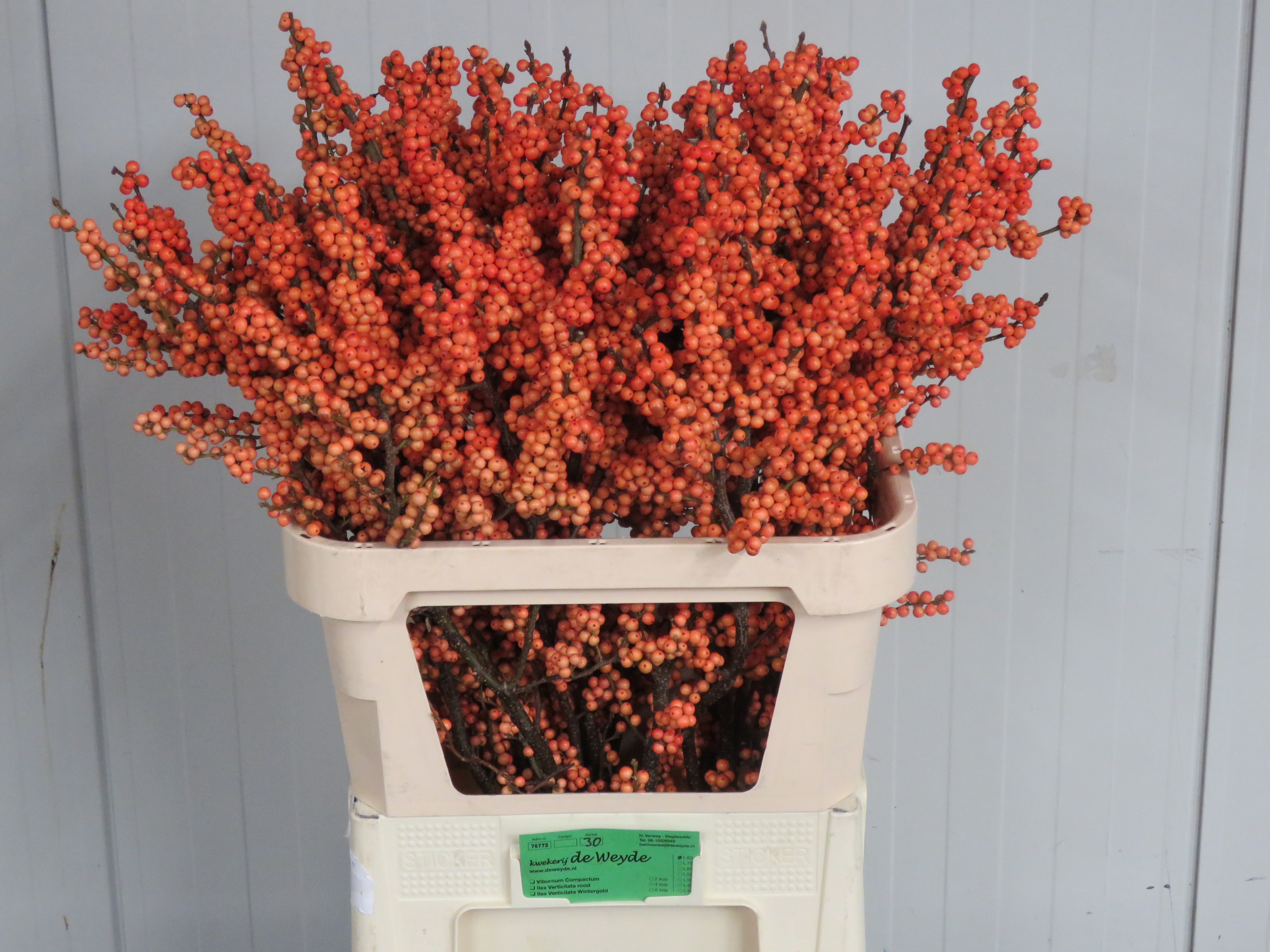 Ilex Winter Gold 80cm