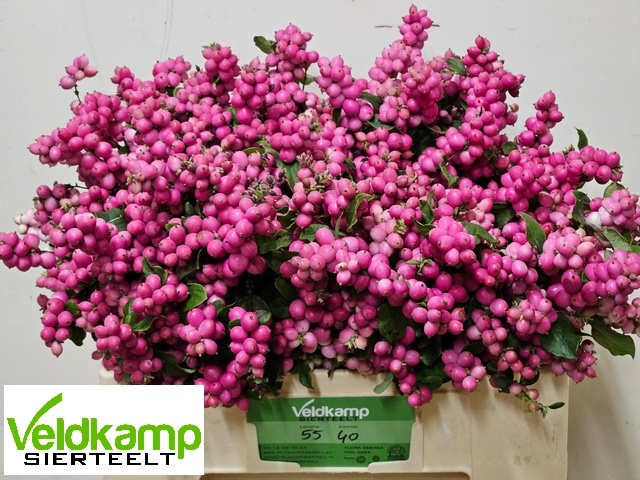 Sympho Mag Rub Giant 50cm