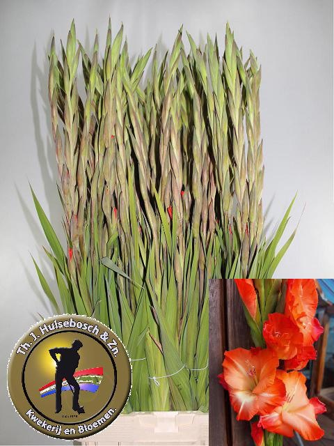 Glad Gr Stormy 120cm 160gram