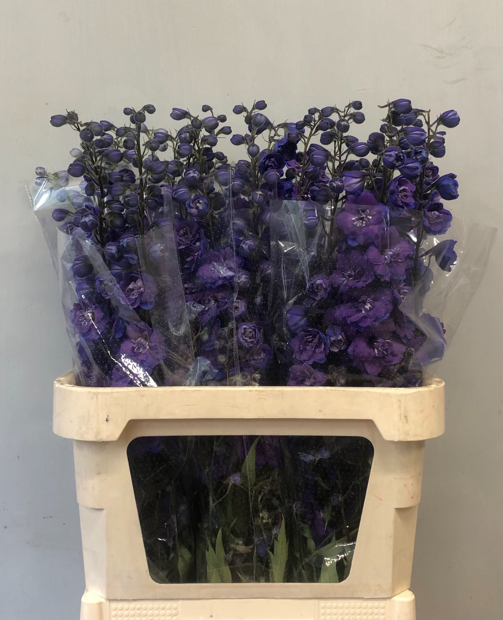 Delphinium Elatum Christel 90cm