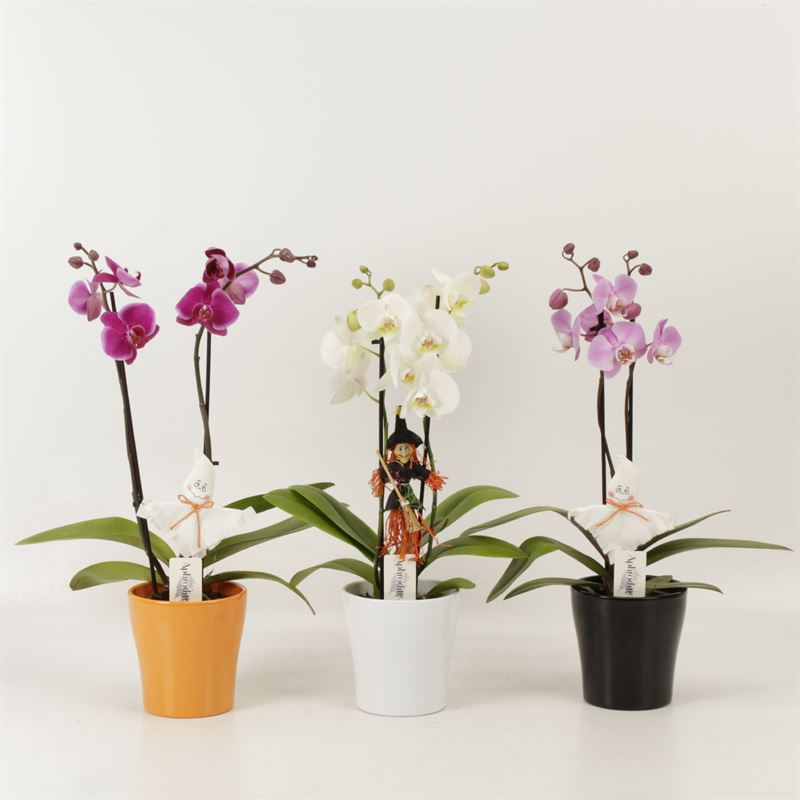 Picture of Phalaenopsis hybrid shorty varieties in Halloween ceramic picks P12 40CM