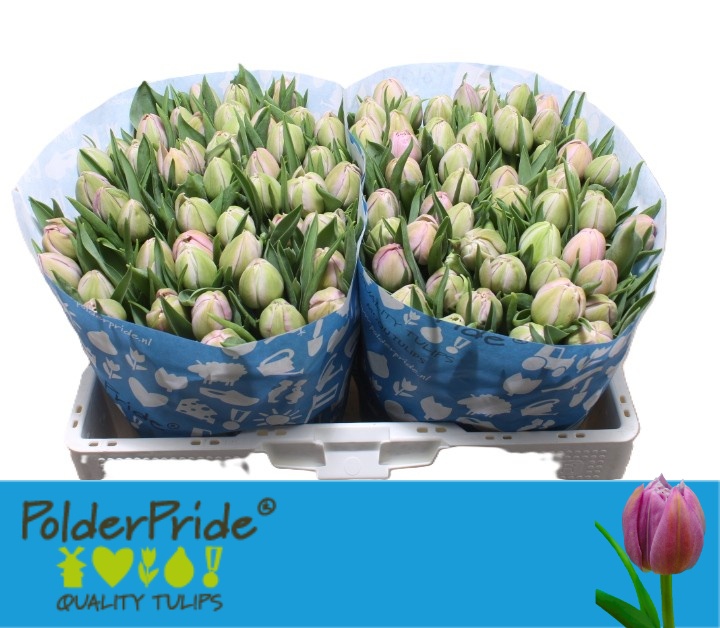 Tulipa Double Katinka 37cm 35gram