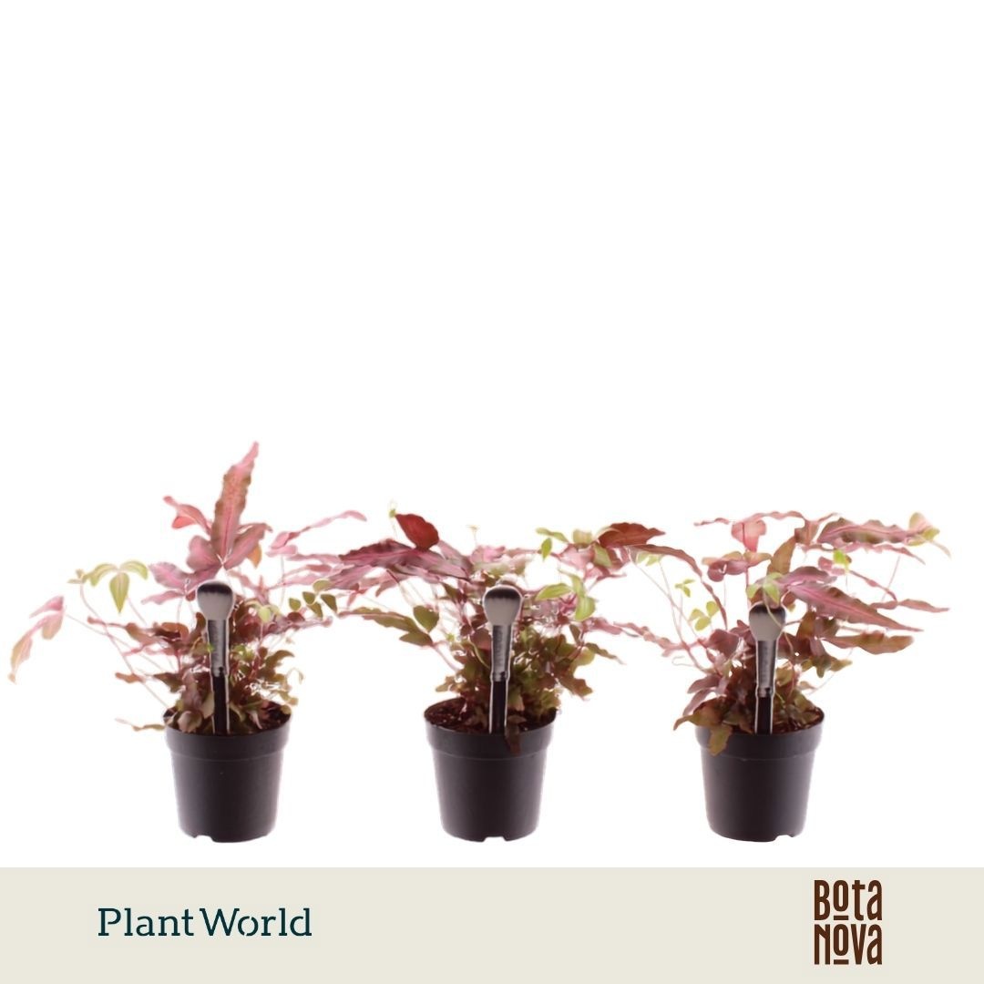 Pteris cretica 'Albolineata' Make-Upz Roze