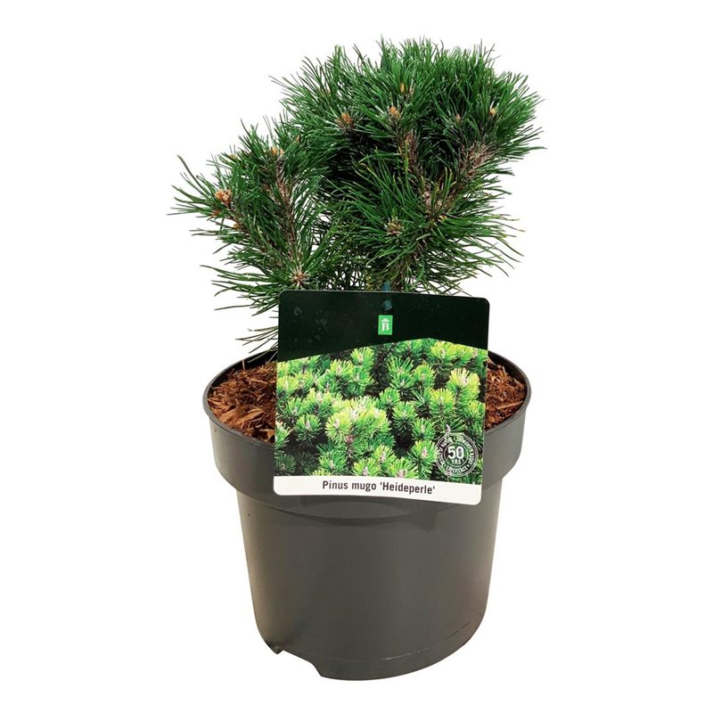 Picture of Pinus mugo 'Heideperle'