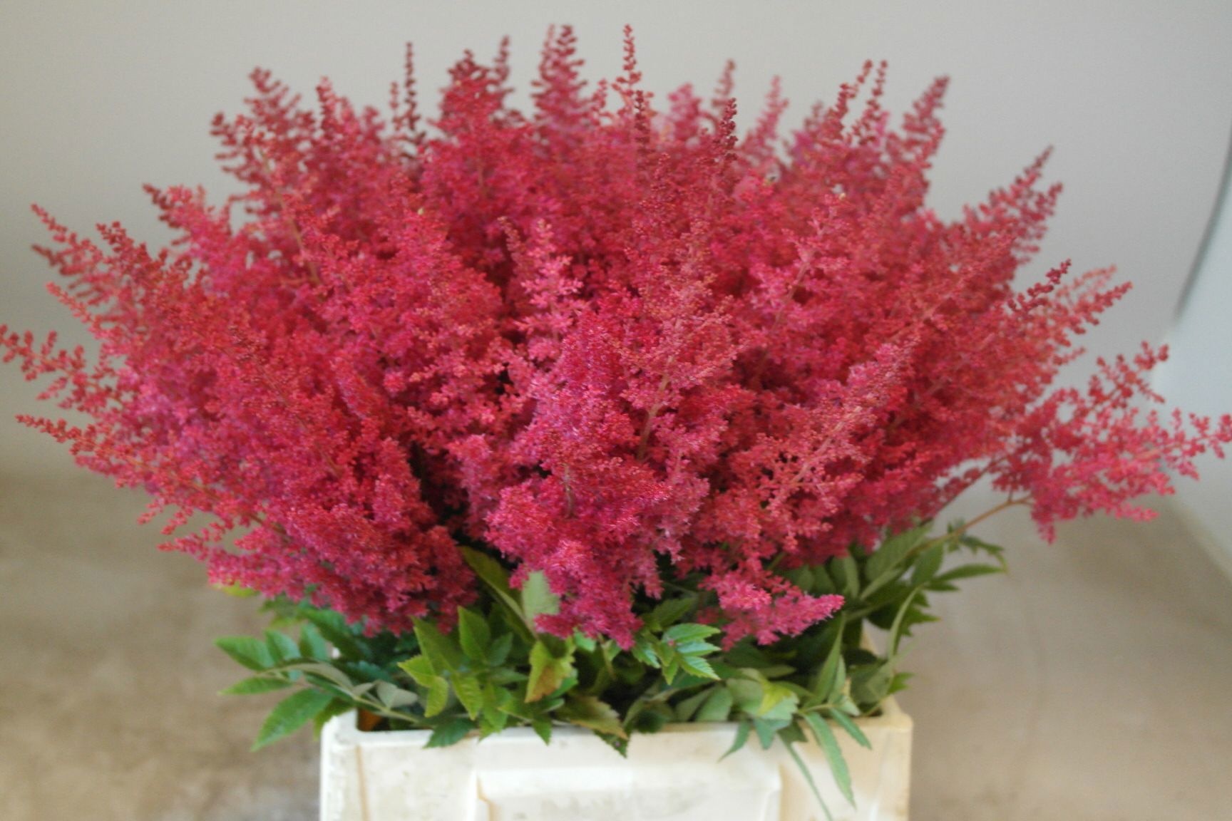Astilbe Paul Gaarder 45cm