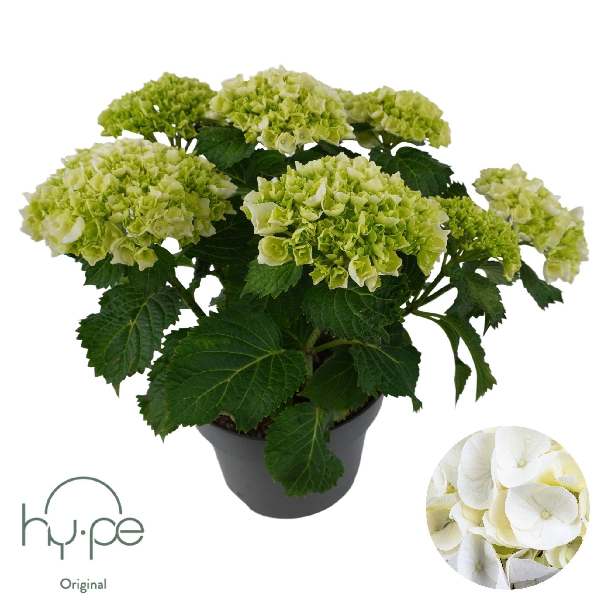Hydrangea Mophead White 7+ | Hy-pe Original