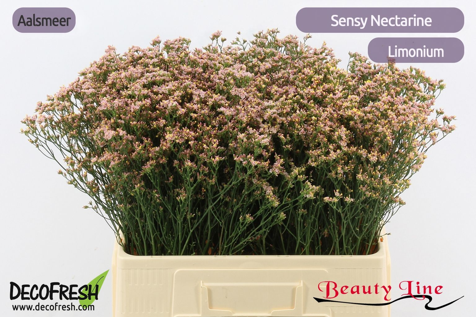Limonium Sin Nectarine 60cm 16gram