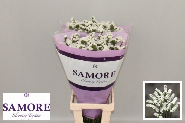 Limonium St Silv Sun Birds 80cm 64gram