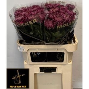 Chrys Single Regalm Purper 80cm 120gram