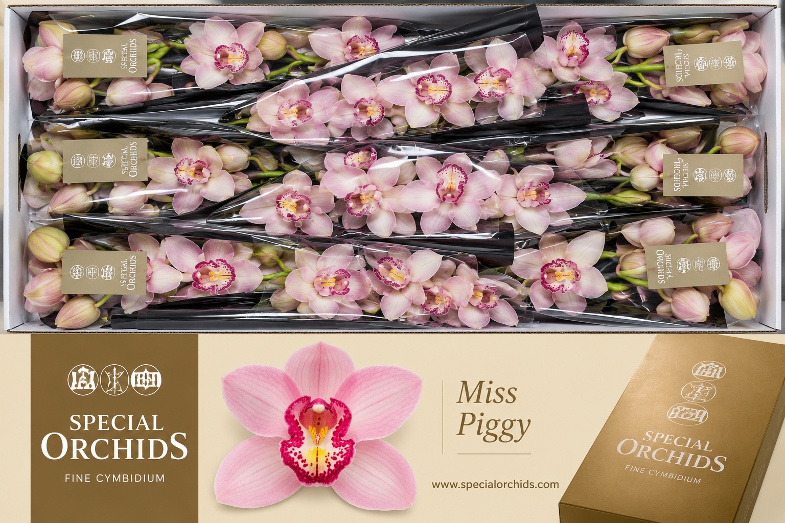 Cymbidium Miss Piggy 8/11bl