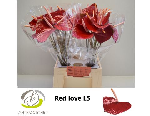 Anth A Red Love