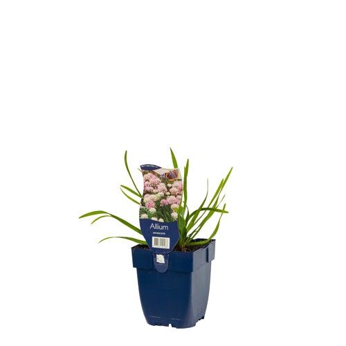 Allium senescens