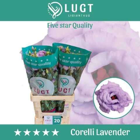 Eus G Corelli Lavend