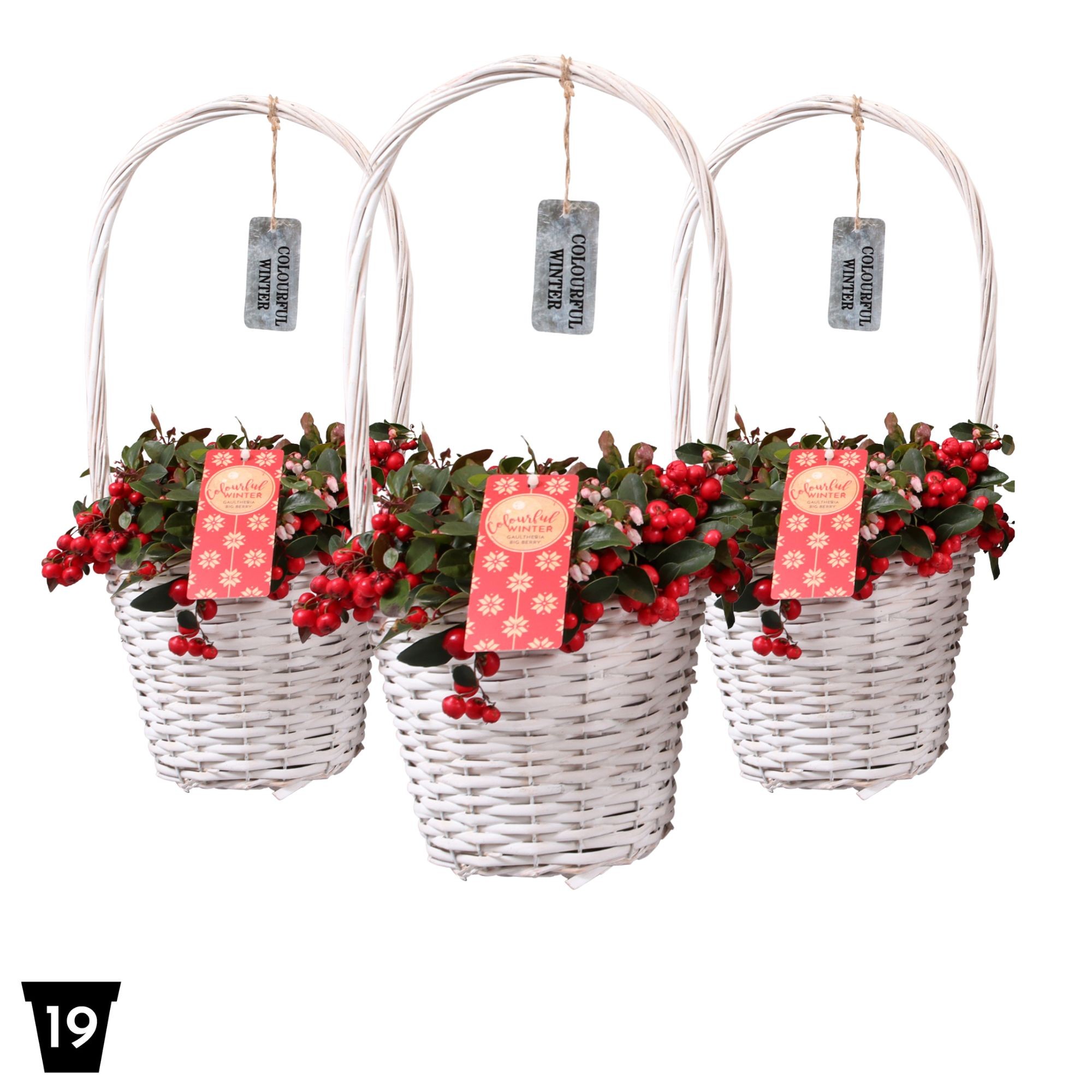 Picture of Gaultheria Big Berry (handle basket) P17 (2 Ltr)