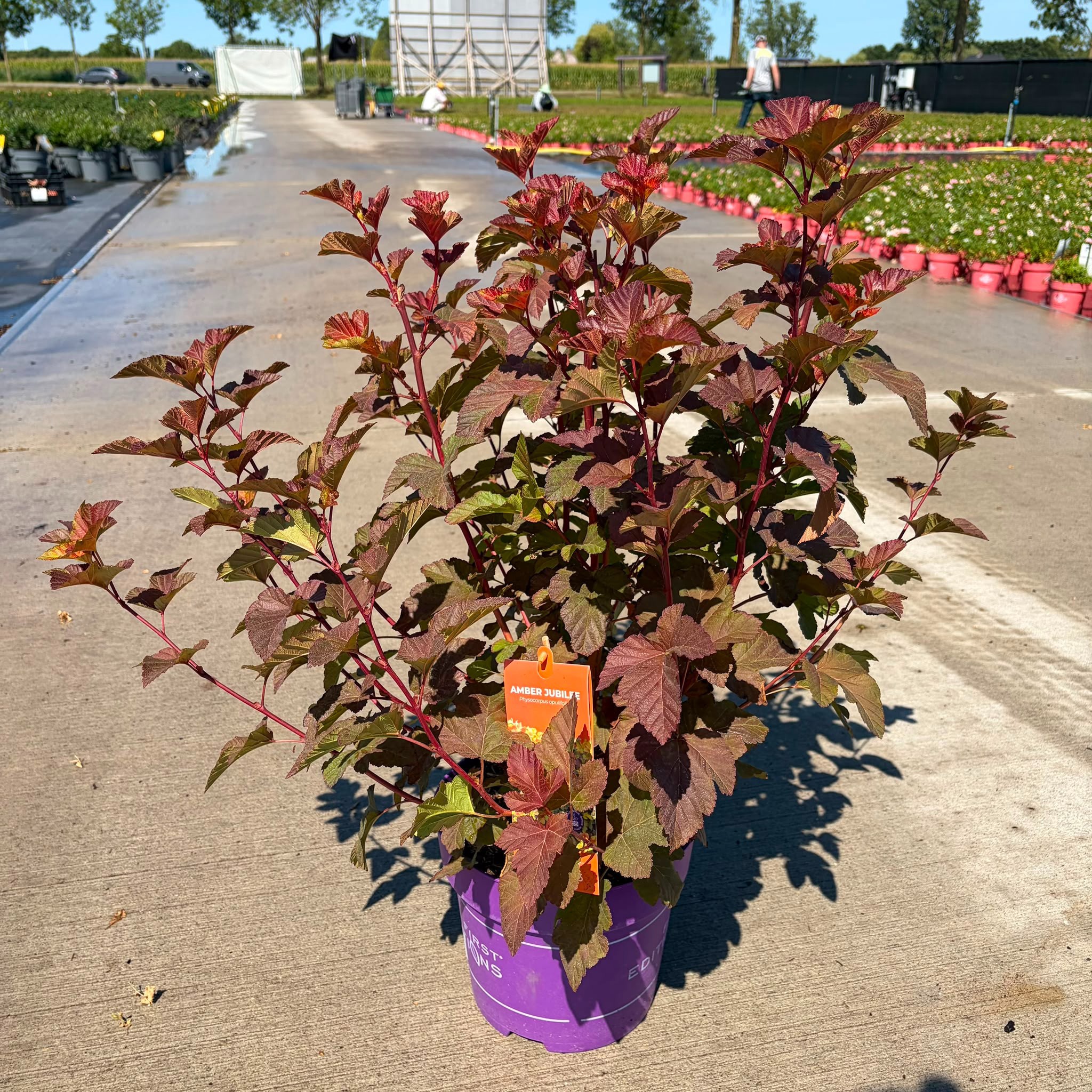 Physocarpus opulifolius Amber Jubilee ('Jefam')