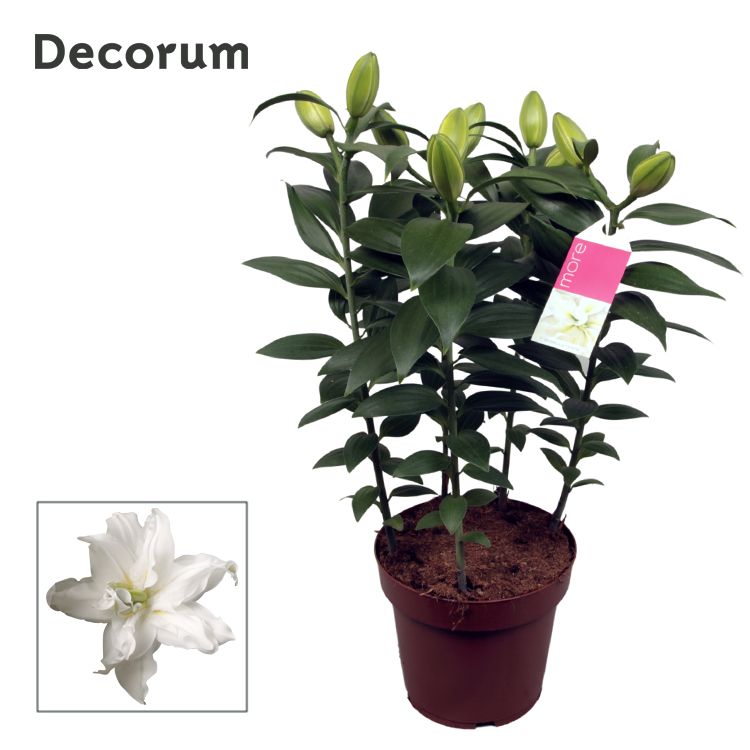 Picture of Lilium oriental Roselily Zeta 5PP Decorum P19 50CM