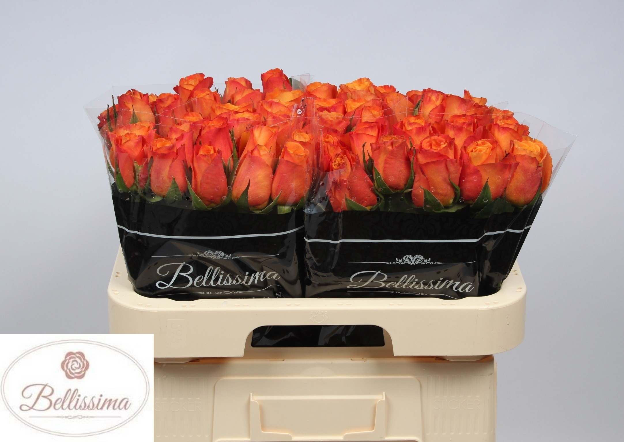 Rosa Confidential 60cm