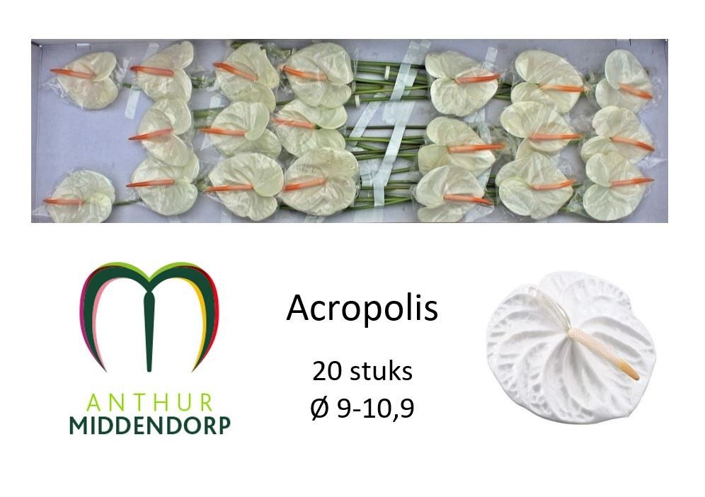Anthurium Acropolis 9Ø