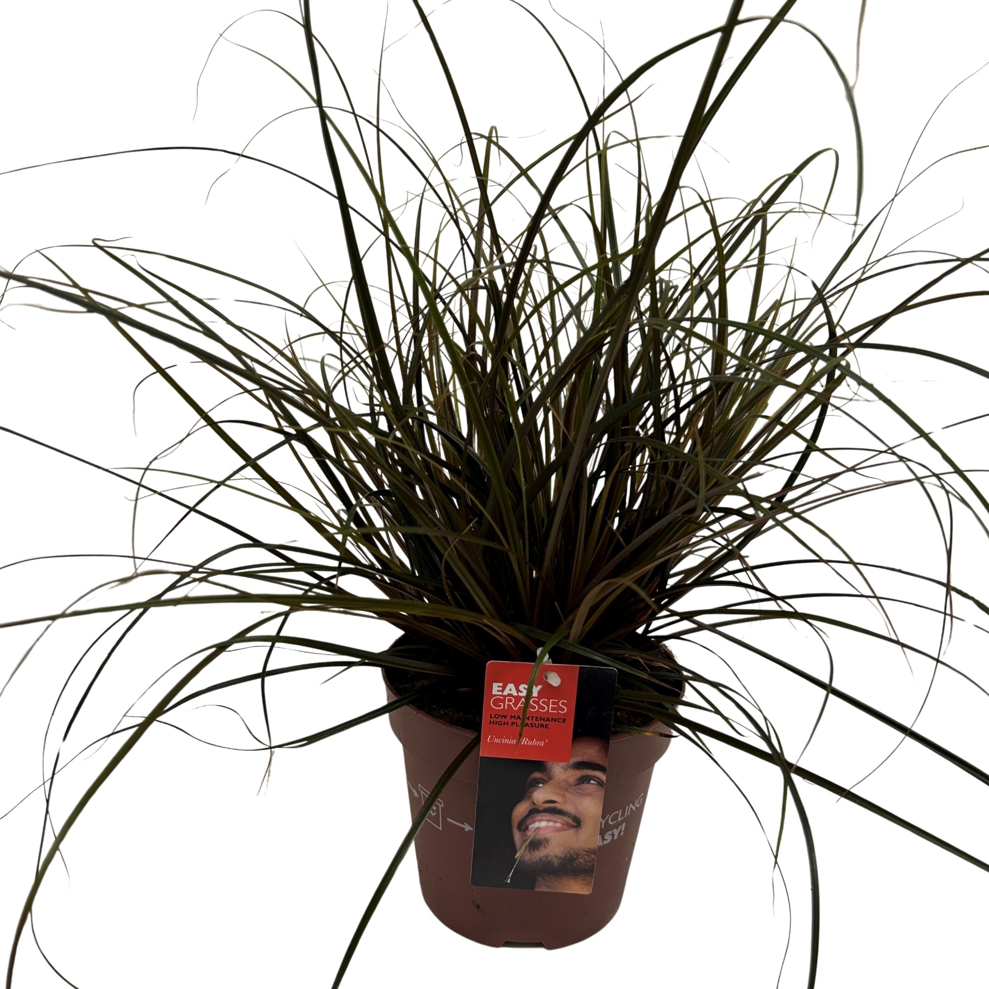 Picture of Uncinia unciniata Rubra