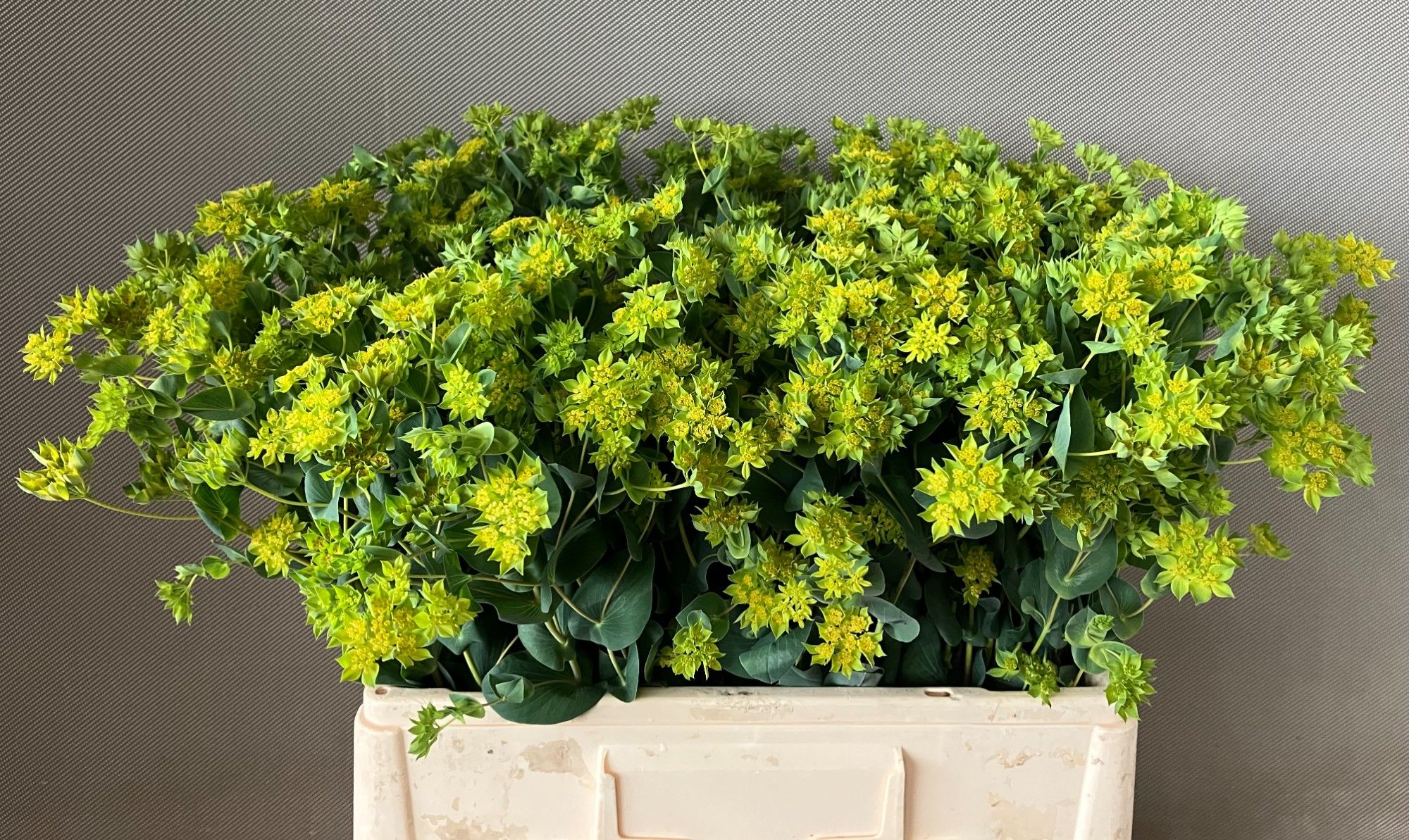 Bupleurum Griffithii 60cm