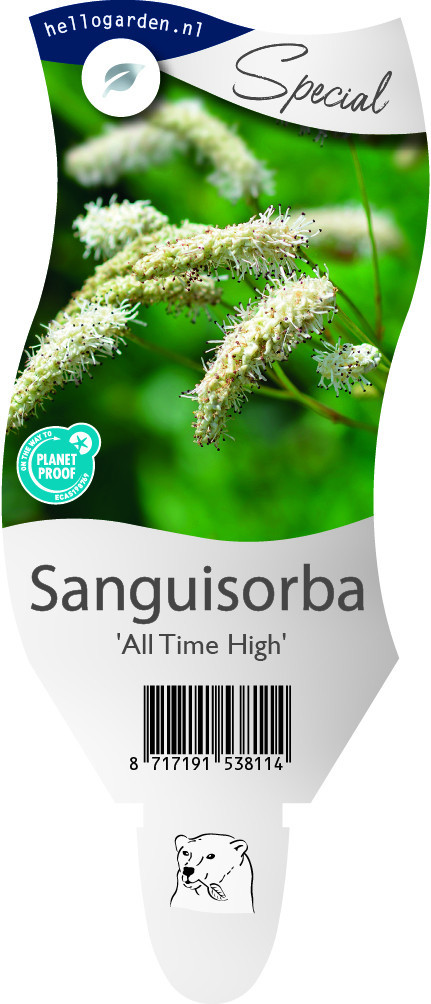 Sanguisorba 'All Time High'