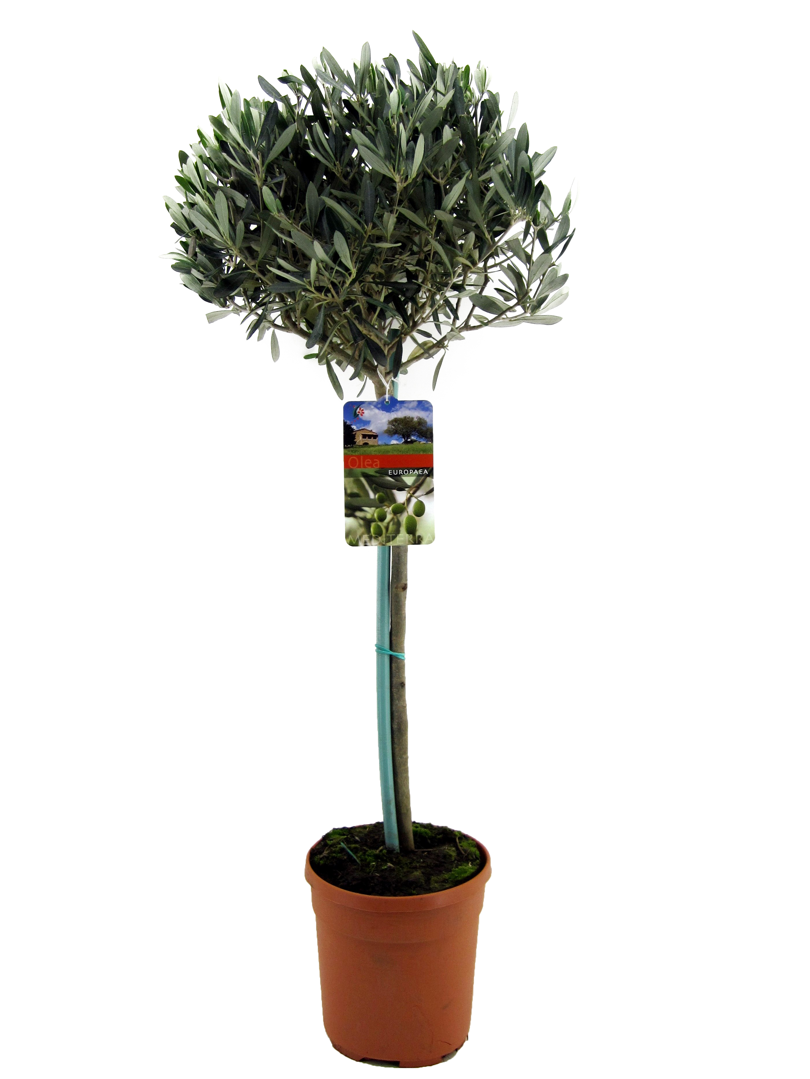 Picture of Olea europaea P21 (4 Ltr) 60/STD-25/30-HEAD