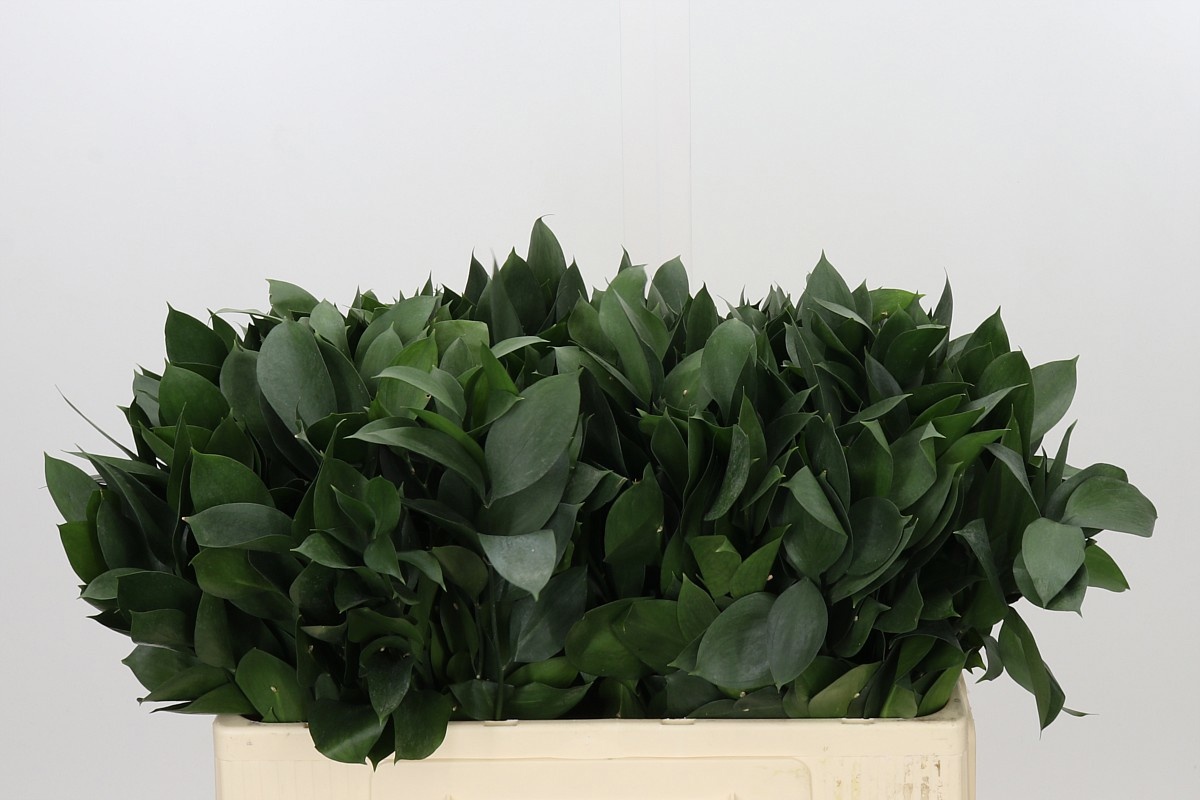Ruscus Hypophyllum 50L.cm