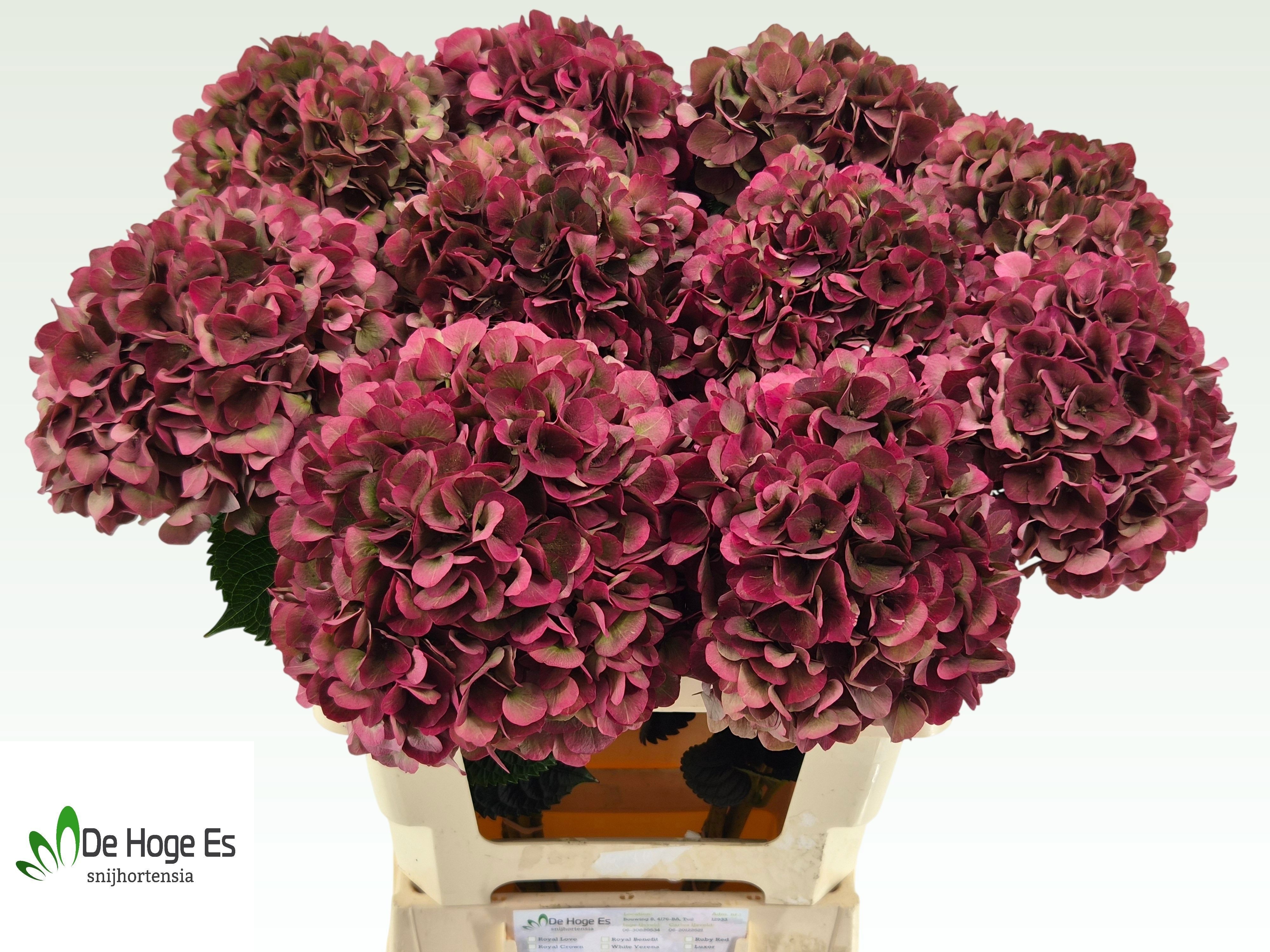 Hydrangea Ruby Pink Classic 60cm 18Ø