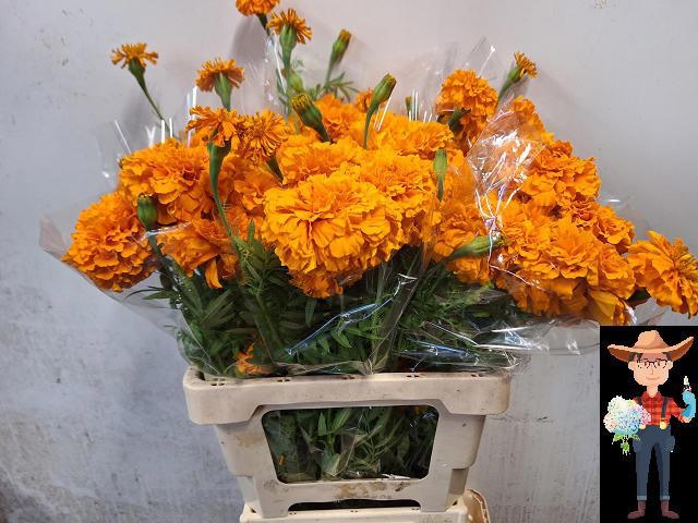 Tage E Co Deep Orang 60cm