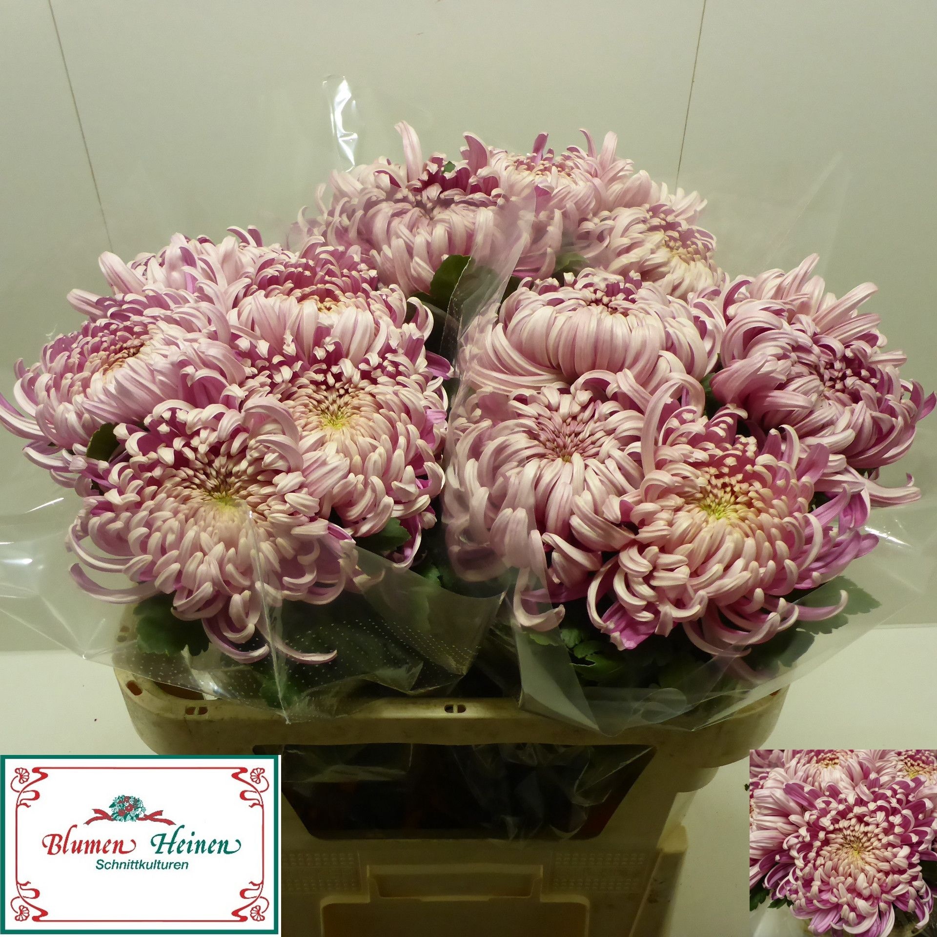 Chrys Single Vienna 70cm 105gram