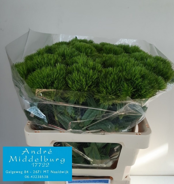 Dianthus Barb Green Wicky 60cm