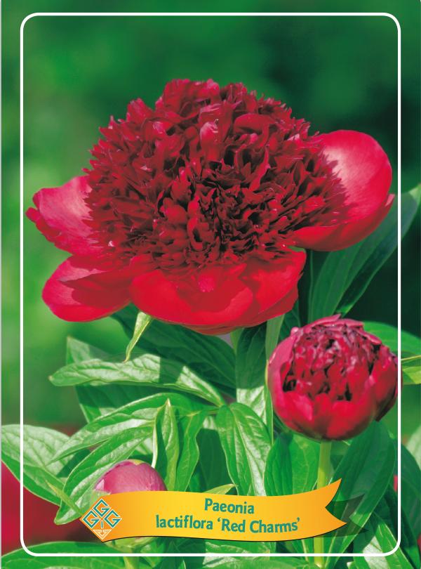 Picture of Paeonia Lactiflora Mix CC P11