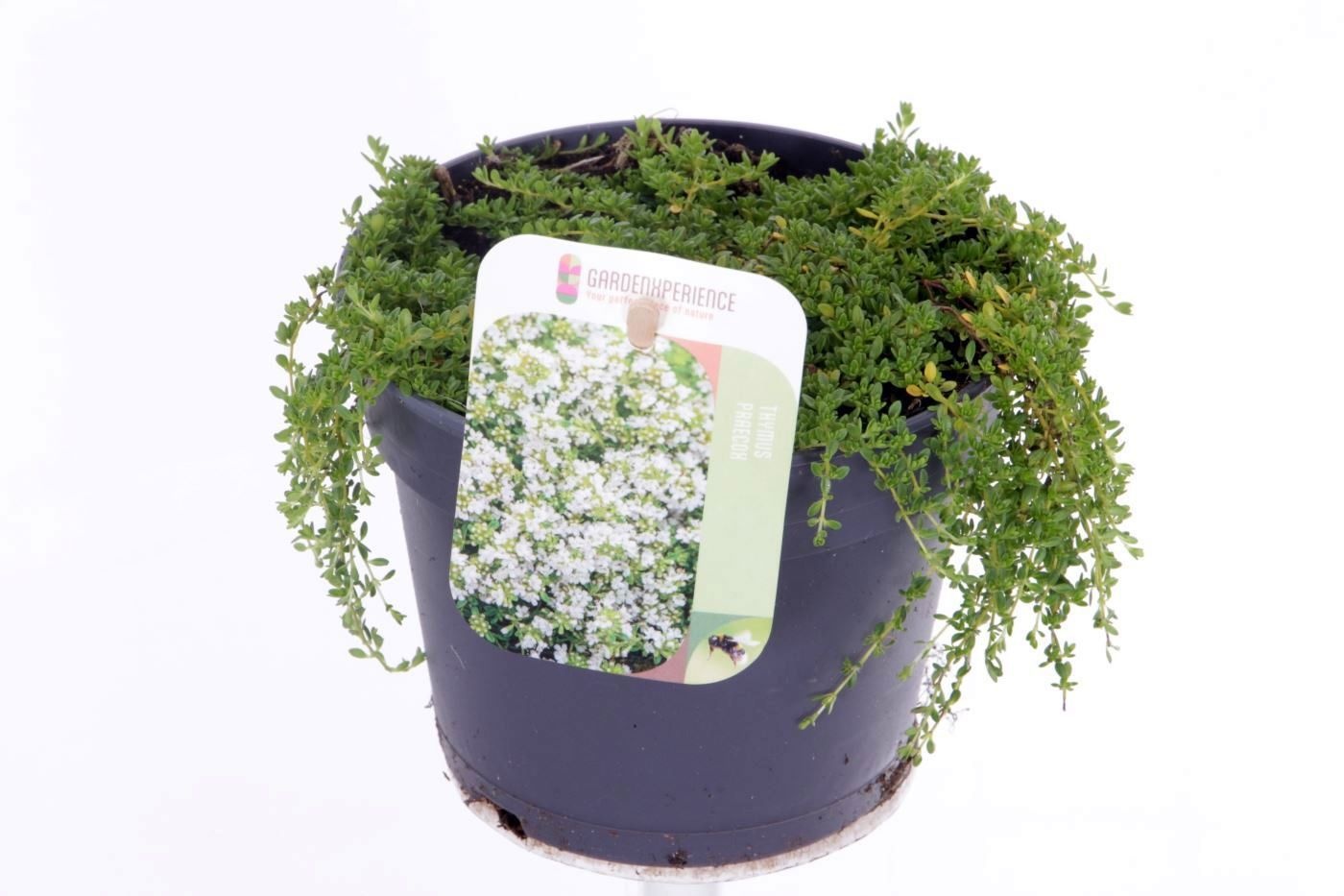 Thymus praecox 'Albiflorus'