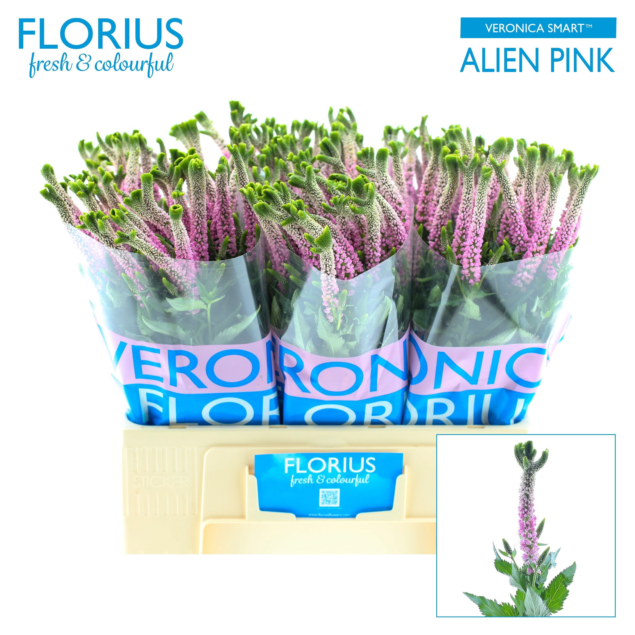 Veronica Smart Alien 60cm