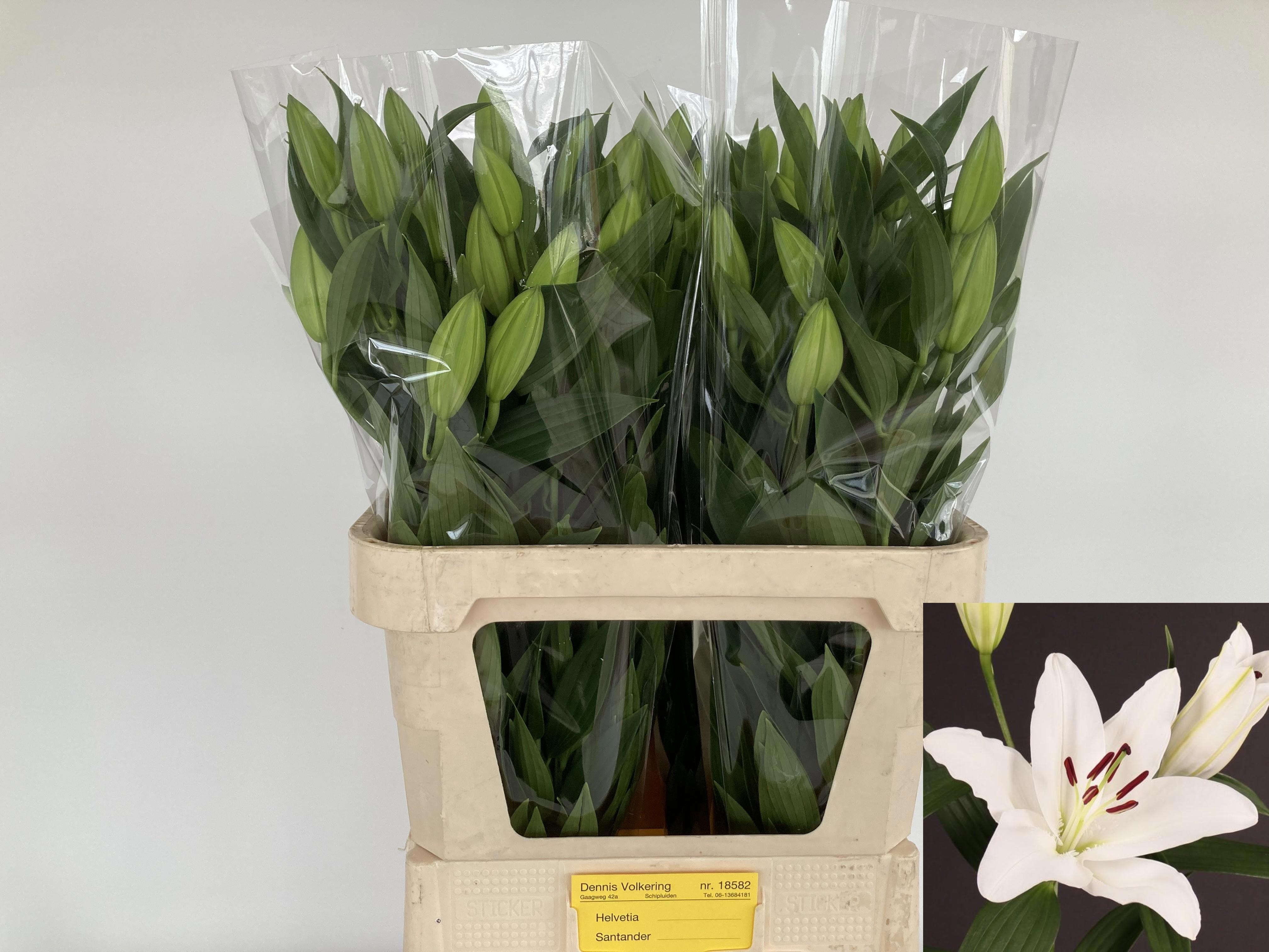 Lilium Or Santander 80cm 3/5bl