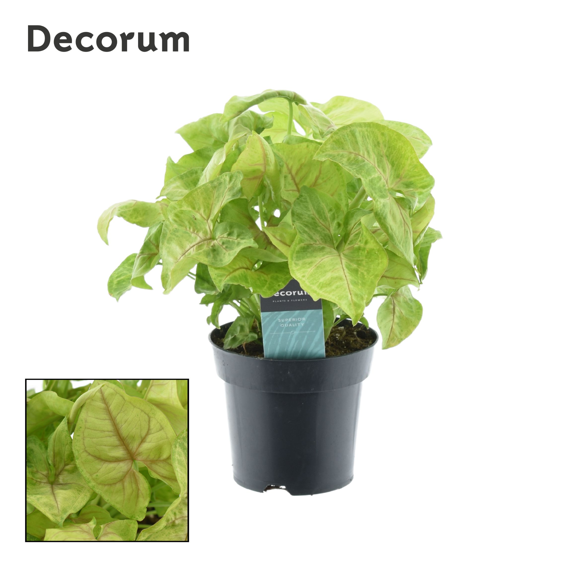 Picture of Syngonium Golden Feel Green (Decorum) P14 30CM