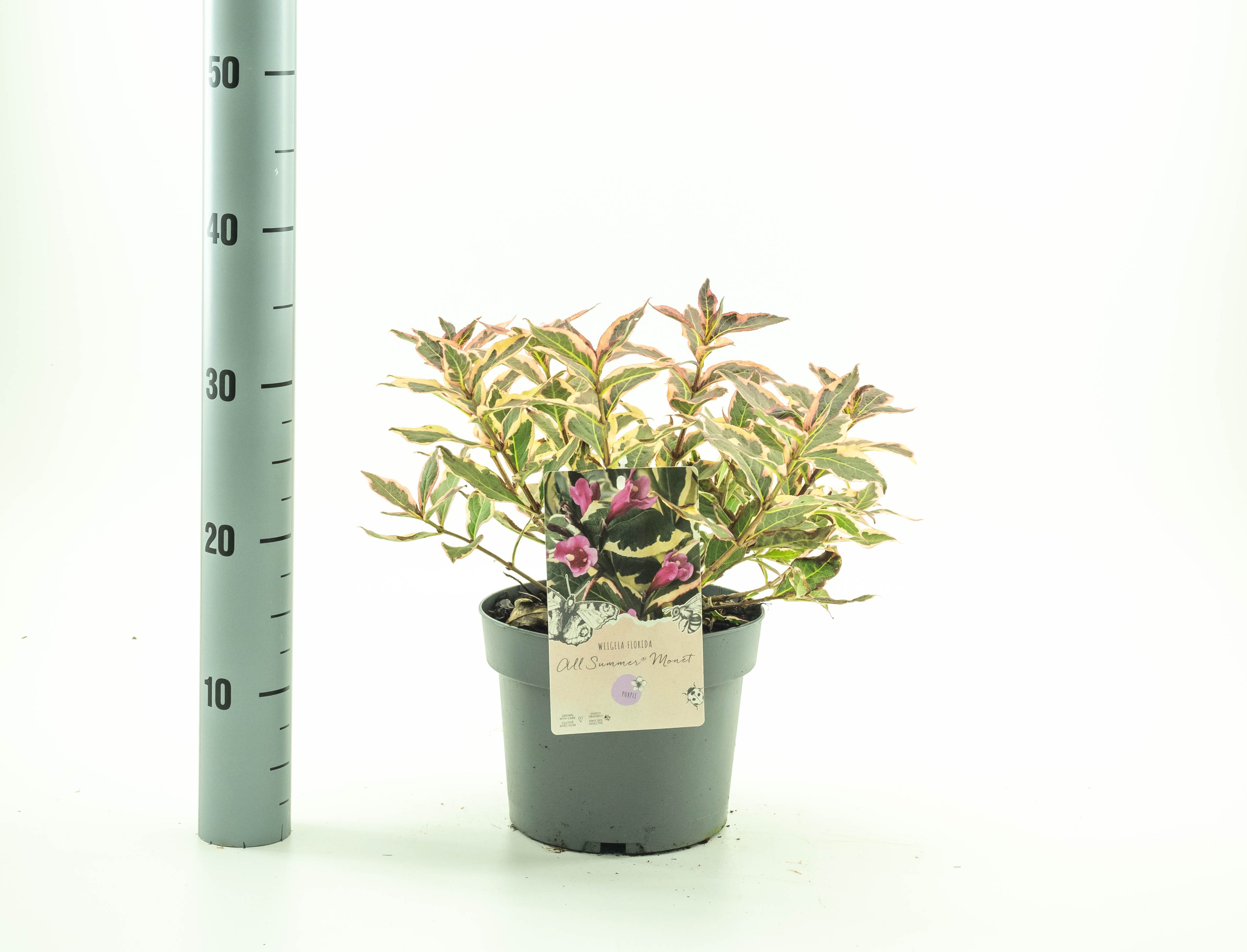 Picture of Weigela flor. All Summer Monet P19 (3 Ltr) (LOOSE)