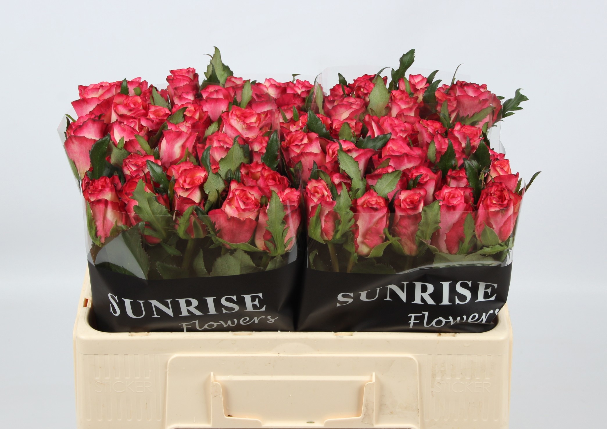 Rosa Spark Condor 50cm