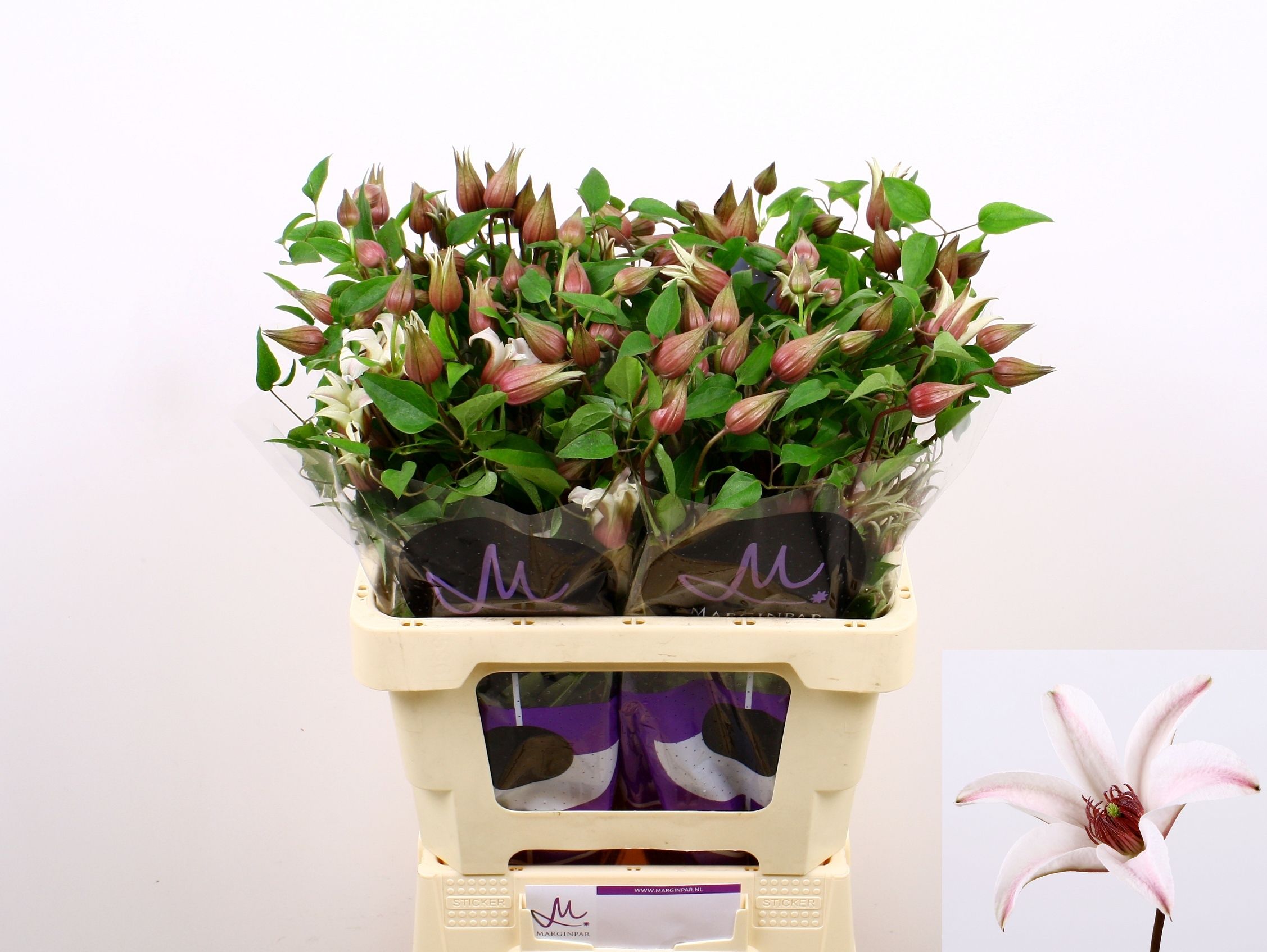 Clematis Amazing Sevilla 60cm