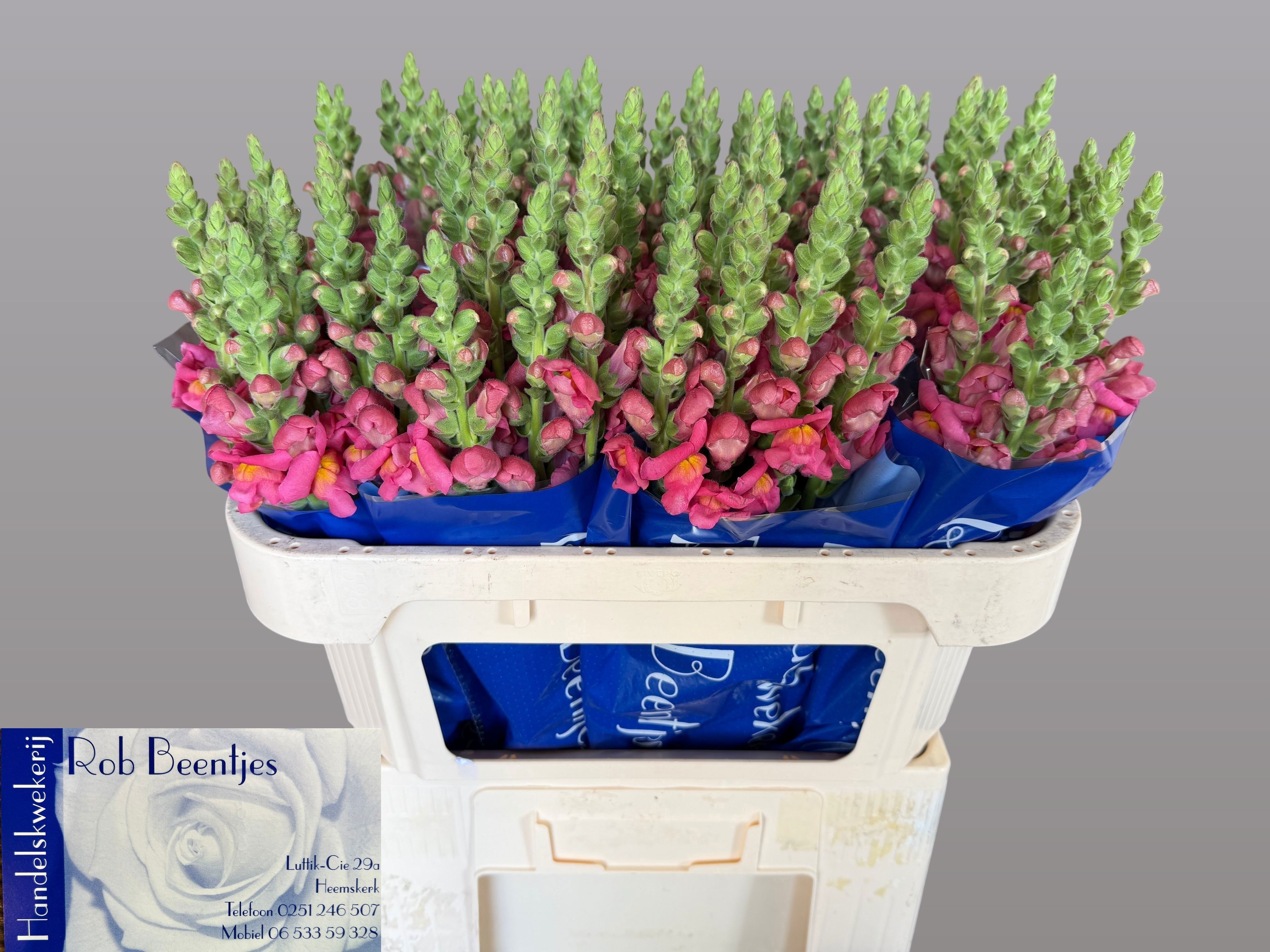 Antirrhinum Avignon Rose 70cm